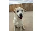 Adopt Ranger a Great Pyrenees dog in Windsor, CO (41391303)