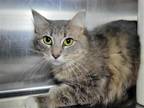 Adopt Maui a Domestic Mediumhair / Mixed cat in Millersville, MD (41391284)