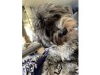 Adopt Luna a White - with Gray or Silver Sheepadoodle / Mixed dog in