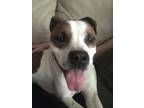 Adopt Savvy a White - with Brown or Chocolate American Pit Bull Terrier / Mutt /