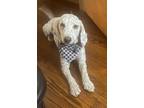 Adopt Cooper a Tan/Yellow/Fawn - with White Goldendoodle / Mixed dog in Redford