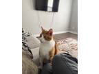 Adopt Edward a Orange or Red Tabby Domestic Shorthair / Mixed (short coat) cat