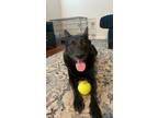 Adopt Emma a Black Australian Cattle Dog / German Shepherd Dog / Mixed dog in