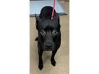 Adopt Baby Astro a Black Mixed Breed (Medium) / Mixed dog in Chamblee