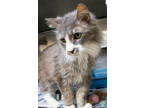 Adopt Loo a Gray or Blue Domestic Longhair / Domestic Shorthair / Mixed cat in