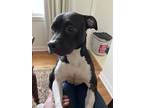 Adopt Pookie a Black - with White Staffordshire Bull Terrier dog in Raleigh