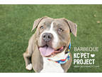 Adopt Barbeque a Merle American Pit Bull Terrier / Mixed Breed (Medium) / Mixed