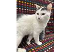 Adopt Ghost-Felv+ a White Domestic Shorthair / Mixed Breed (Medium) / Mixed