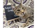 Adopt Gnarly a Brown or Chocolate Domestic Shorthair / Domestic Shorthair /