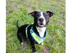 Adopt Ryder a Black - with White Mutt / Mixed dog in Granite Falls