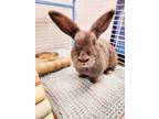 Adopt Judy Hopps a Red American / American / Mixed (short coat) rabbit in