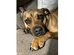 Adopt Brandy a Tan/Yellow/Fawn Black Mouth Cur / Mixed dog in West Palm Beach