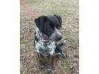 Adopt Muffin a Black - with White Australian Cattle Dog / Blue Heeler / Mixed