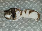 Adopt Josie and Charlie a Calico or Dilute Calico American Shorthair / Mixed