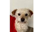 Adopt Migi a White Cairn Terrier / Poodle (Miniature) dog in San Diego