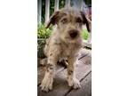 Adopt BYRD a Australian Shepherd dog in Shreveport, LA (41390574)