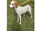 Adopt Lola a English Pointer / Mixed dog in York, SC (39308886)