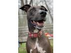 Adopt Rosalita a Whippet / Mixed dog in Cornwall, ON (41369363)