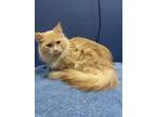 Adopt Sponge Bob- Petsmart a Domestic Longhair / Mixed cat in Cornwall