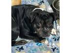 Adopt 24-05-1374b Kichi a Pit Bull Terrier / Mixed dog in Dallas, GA (41391176)