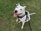 Adopt Asta a White - with Black Staffordshire Bull Terrier / Mixed dog in