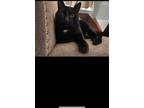 Adopt Binx a Black (Mostly) Domestic Shorthair / Mixed (short coat) cat in Pine