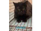 Adopt Cricket a Domestic Shorthair / Mixed cat in Portsmouth, VA (40177094)