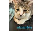 Adopt Alexandria a Domestic Shorthair / Mixed (short coat) cat in Portsmouth