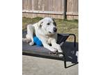 Adopt Toby a White - with Tan, Yellow or Fawn Great Pyrenees / Mixed dog in