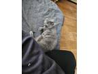 Adopt Buddha a Gray or Blue (Mostly) Munchkin / Mixed (medium coat) cat in