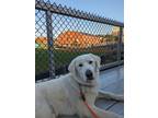 Adopt Topaz a White Great Pyrenees / Mixed dog in Brunswick, ME (40899769)