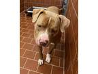 Adopt Craig Dylan a Tan/Yellow/Fawn American Pit Bull Terrier / Mixed dog in