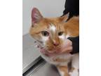 Adopt Orange a Orange or Red Domestic Shorthair / Domestic Shorthair / Mixed cat