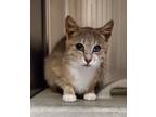 Adopt Pebbles a Gray or Blue Domestic Shorthair / Domestic Shorthair / Mixed cat