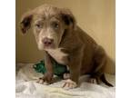 Adopt Cole a Brown/Chocolate Mixed Breed (Large) / Mixed dog in Natchez