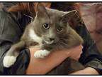 Adopt Spot a Gray or Blue (Mostly) American Shorthair / Mixed (short coat) cat