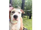 Adopt Medusa a White - with Gray or Silver American Staffordshire Terrier /