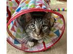Adopt Snoopy a Brown Tabby Domestic Shorthair (short coat) cat in Canoga Park
