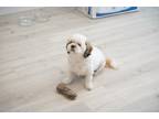 Adopt Rex a White - with Tan, Yellow or Fawn Shih Tzu / Mixed dog in Fort Lee