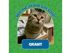 Adopt Grant a Brown Tabby Domestic Shorthair / Mixed Breed (Medium) / Mixed