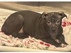Adopt Peet a Black Mixed Breed (Medium) / Mixed dog in Jackson, MI (41391022)