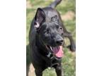 Adopt Cash a Black Mixed Breed (Large) / American Pit Bull Terrier / Mixed dog