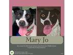 Adopt Mary Jo a Black - with White Pit Bull Terrier / Border Collie dog in