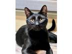Adopt Chumi a All Black Domestic Shorthair (short coat) cat in Canoga Park