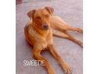 Adopt Sweetie a Tan/Yellow/Fawn - with Black Carolina Dog / Mixed Breed (Medium)