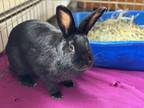 Adopt Sahara a Black Other/Unknown / Mixed rabbit in Westford, MA (41390579)