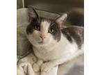 Adopt Mavrick a Gray or Blue (Mostly) Domestic Shorthair (short coat) cat in