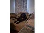 Adopt Jack a Black Labrador Retriever / Mixed dog in Belton, SC (40476601)