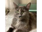Adopt Beauty a Gray or Blue (Mostly) Domestic Mediumhair (medium coat) cat in