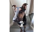 Adopt Roxy a Black - with White German Shepherd Dog / Doberman Pinscher / Mixed